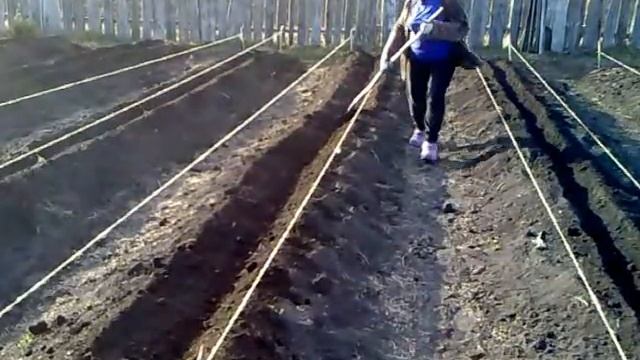 Сажаем картошку. часть 2.mp4