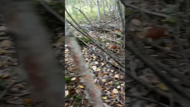 Второй раз за день по грибы. Ну не сидится на месте мне смотреть онлайн