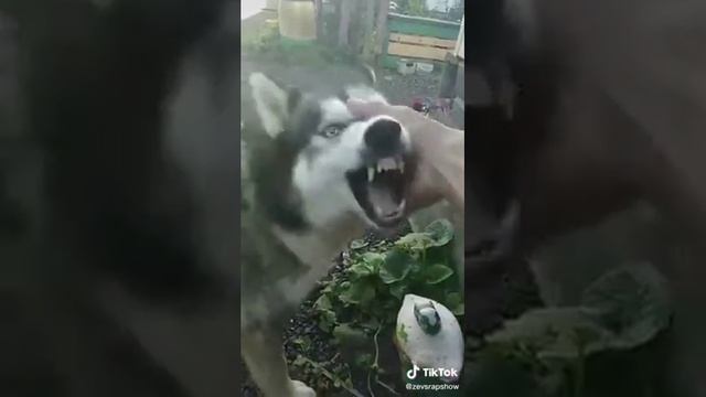 Jugando con firulais смотреть онлайн
