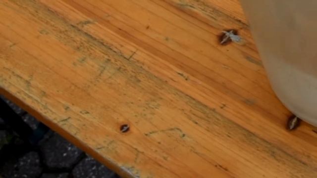 Finom házi bodzaszörp készítése смотреть онлайн