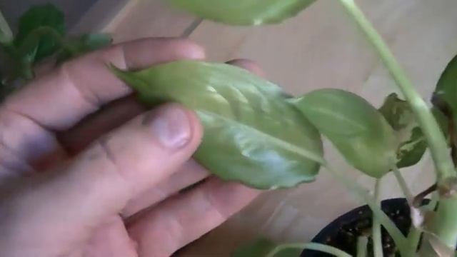 Interim Review of Faraday Cage Plant Growth Defects смотреть онлайн