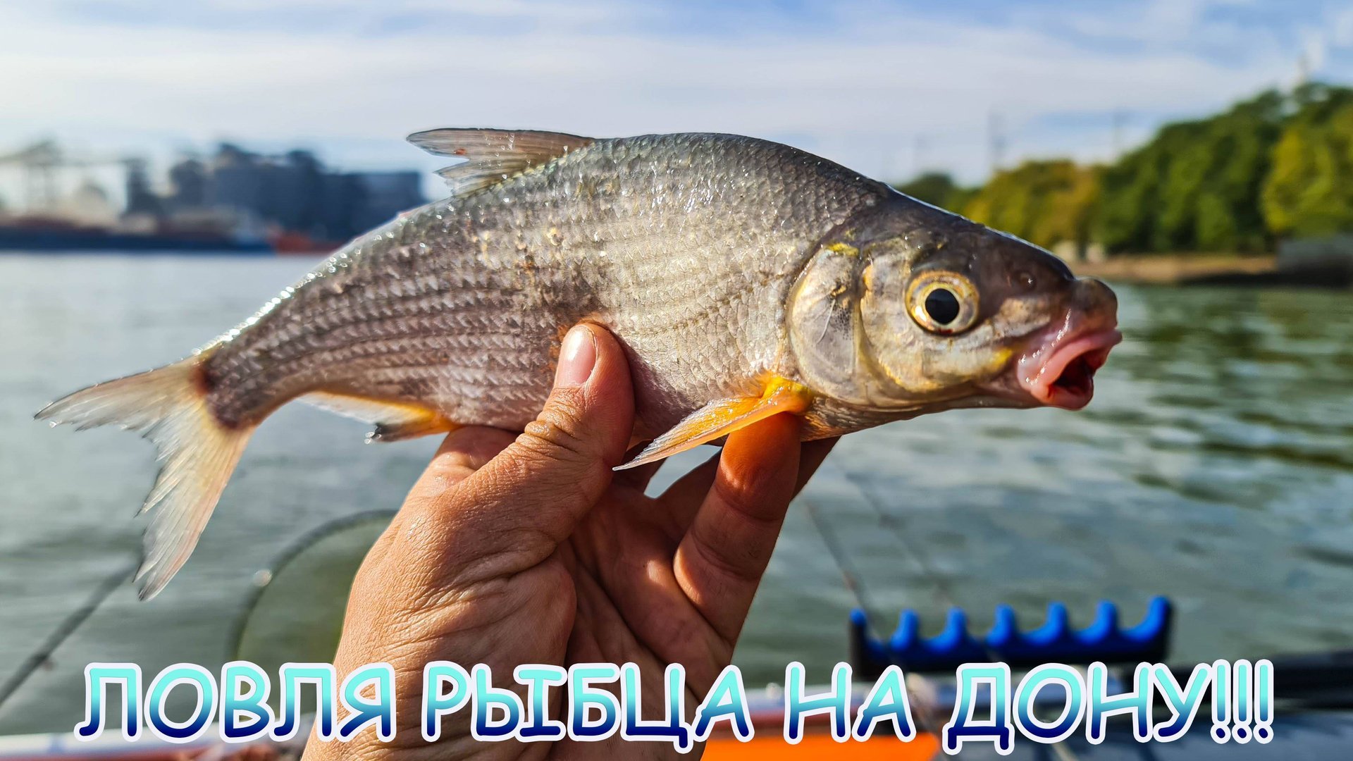 Ловля рыбца на Дону! Фидерная рыбалка осенью! смотреть онлайн