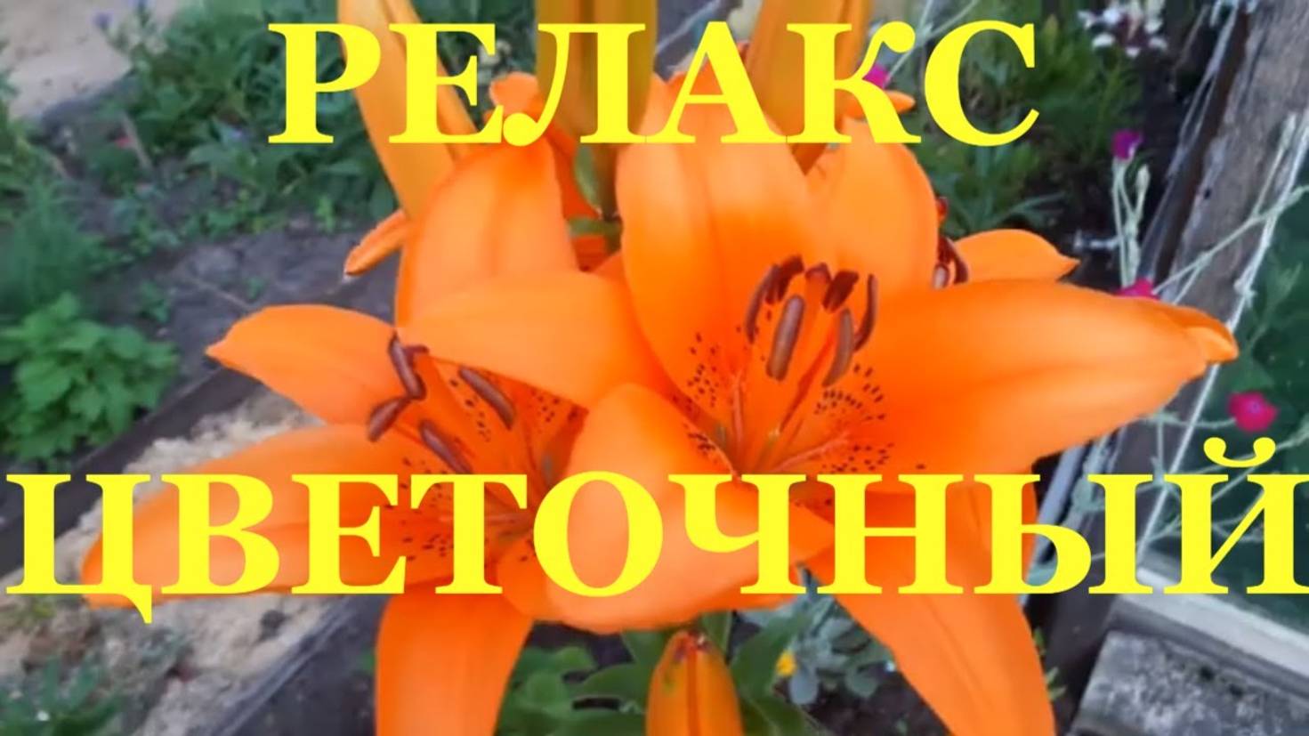 Релакс июльские цветы #potemkin3 Потемкин