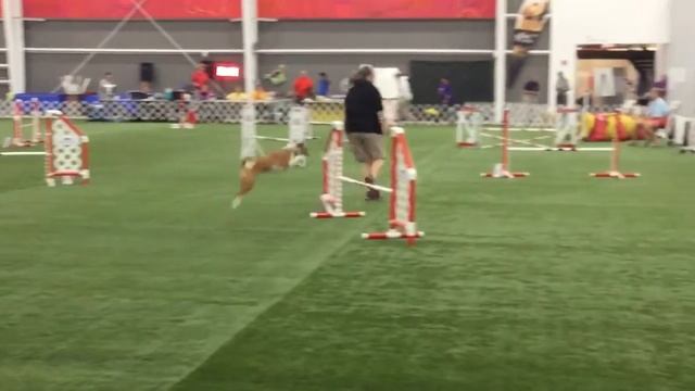 9/13/2017 Purina Farms, Mo. Exc Masters JWW 16 inch - Ph'nx смотреть онлайн