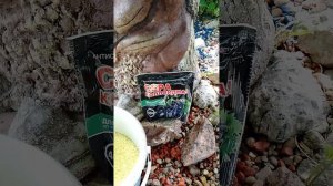 🫐 Подкисляем голубику правильно! #голубика #сера #подкисление #хрущ