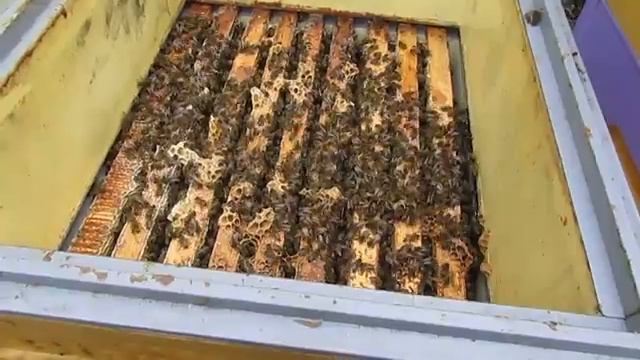 активные пчелы в ноябре, способ их охладить и успокоить - ответы на вопросы смотреть онлайн