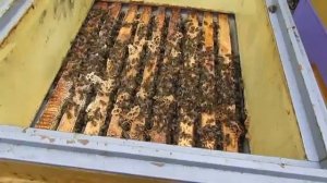 активные пчелы в ноябре, способ их охладить и успокоить - ответы на вопросы