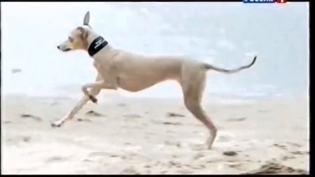 Реклама Purina Pro Plan. Откройте невероятный мир Вашему питомцу. 2015 год. смотреть онлайн