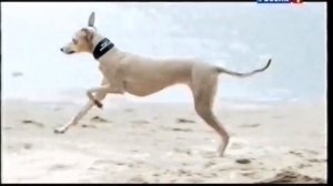 Реклама Purina Pro Plan. Откройте невероятный мир Вашему питомцу. 2015 год.