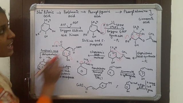Flavonoids |Part 7| Biosynthesis of Flavonoids | Catechin | M.Sc Organic Chemistry | смотреть онлайн