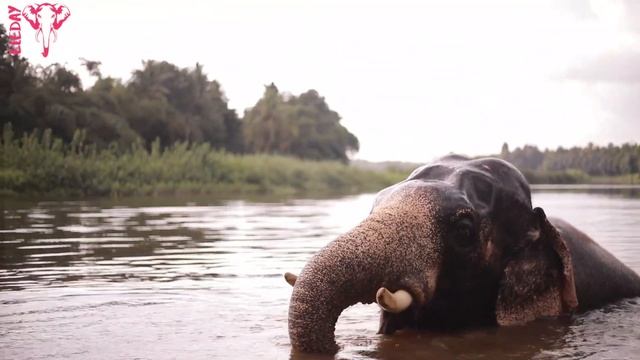 The best 68 Quotes and Sayings about elephants | Inspirational quotes about elephant - Eleday смотреть онлайн