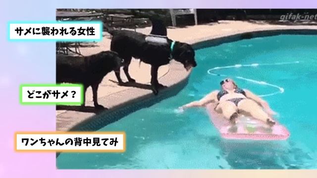 【2ch動物スレ】マグロ養殖場の近くのコバンザメは何もしなくてもご飯流れてくるから海底に寝転んでブクブクに太っている смотреть онлайн