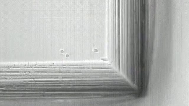CD34+cells Automated Tracking single cell, 23A ,multiple cell div 7 days, V34 16 смотреть онлайн