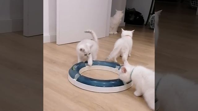 2022 British Shorthair kittens смотреть онлайн