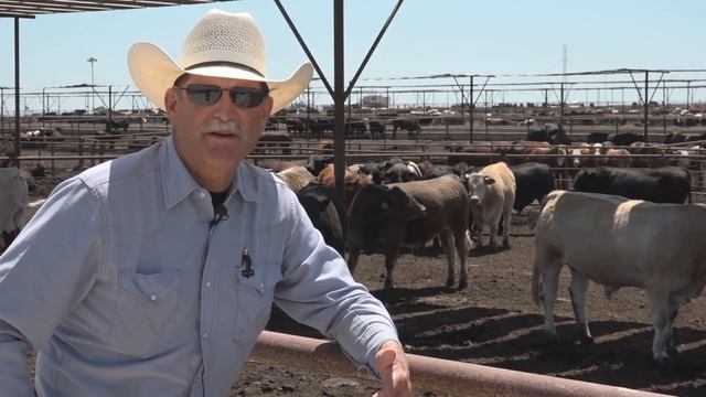 Finishing Your Cattle смотреть онлайн