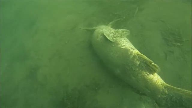 DiDs am Krämersee 19.05.13 смотреть онлайн