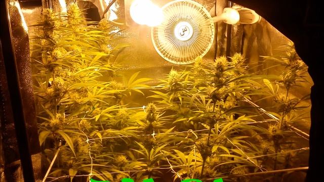 CRITICAL KUSH SCROG смотреть онлайн
