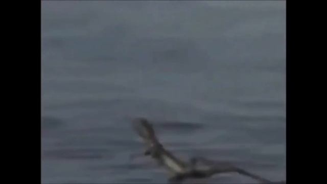 Я ВЫПУСТИЛ НОВЫЙ МЕМ,ВСЕМ ЧЕКАТЬ смотреть онлайн