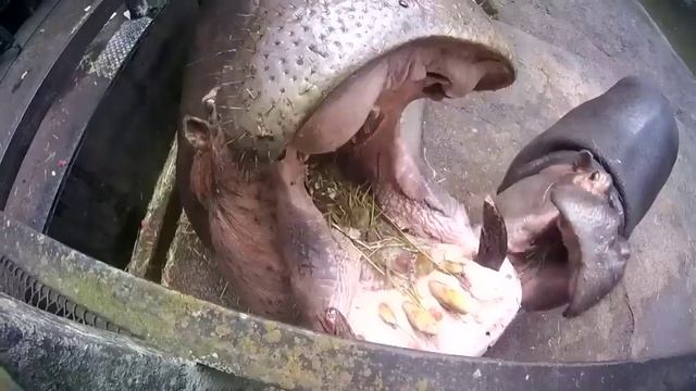 Hippos And Watermelons