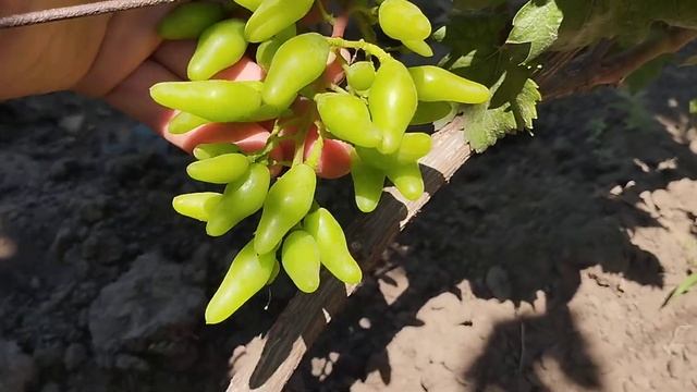 Начало окраса Фреш мускат(555), Индиго,Незабудка, Джокер и др. 28 июня 2024.Виноградник Щереденкова смотреть онлайн