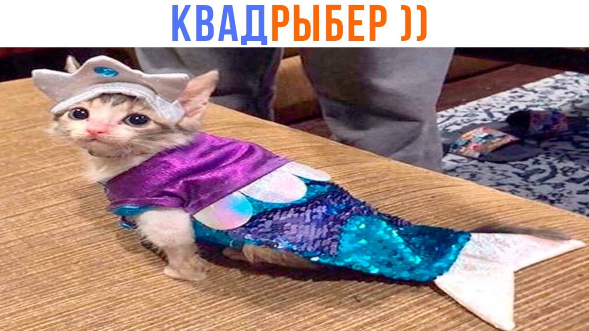 МАМА, Я КВАДРЫБЕР! ))) | Приколы с котами | Мемозг 1521