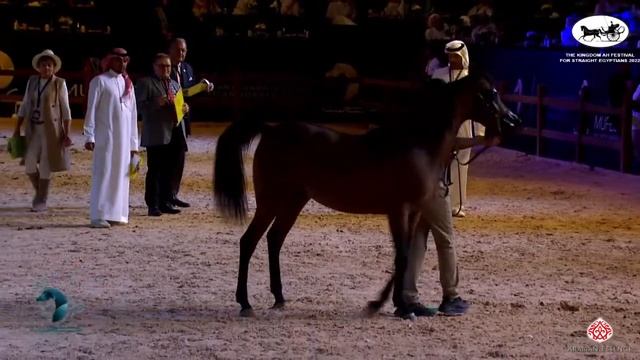 N 25 ZARINA YD ALROSHAN The Kingdom AHF for Straight Egyptians 2022 Fillies 2 Years Old Class 2 смотреть онлайн