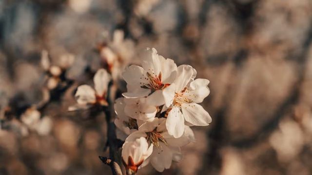 Ohunjon Madaliyev - Shohimardonda Bodom Gullagan