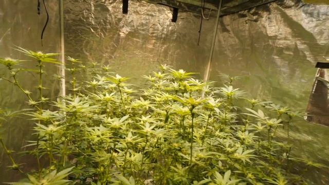 After Major Leaf Strip and Lollipop Slim 600H, 320H, Optic 8 and Optic 6 Gardens смотреть онлайн