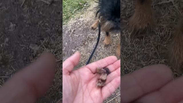Лакомство до собак легкое говяжье рекомендации Бельгийского Гриффон Иззи Букреевича смотреть онлайн