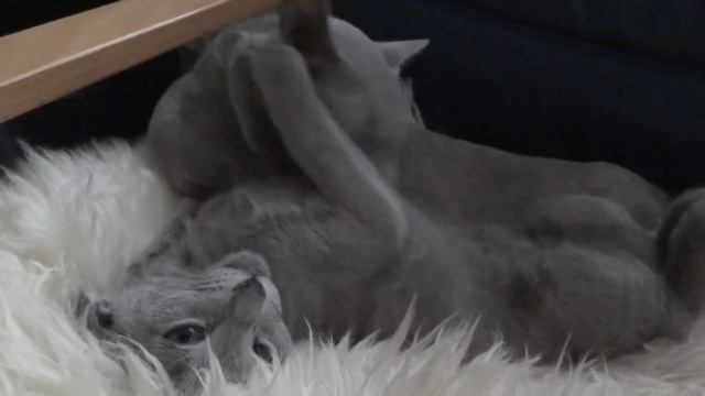 Фефочка и Керосин смотреть онлайн