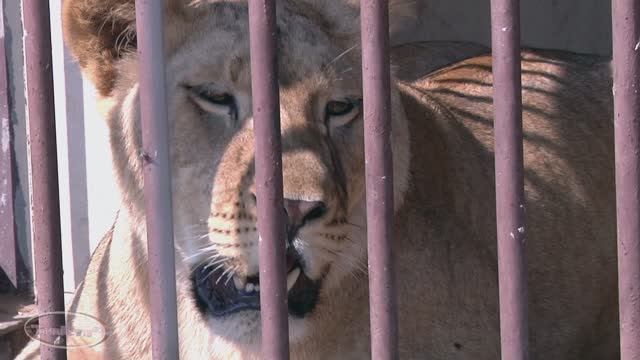Зоопарк . Львица смотреть онлайн