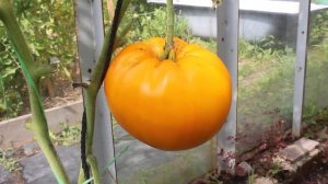 Сорт - "ЖЁЛТЫЙ ВЕЛИКАН". Томаты от Фёдора.