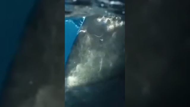 Клип Почему он Тихий, если он шумит?! 👍👍👍👍👍🌊🌊🌊🌊🌊🌪🌪🌪 #океан #видео #клип #вода #природа #рыбы смотреть онлайн