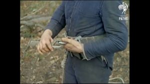 НАВЕРНОЕ ПЕРВЫЕ КОШКИ ДЛЯ ЛАЗАНЬЯ ПО ДЕРЕВЬЯМ 1961г