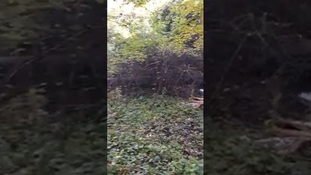 Во время прогулки ставропольцы наткнулись на прорыв трубы в урочище «Ташлянский склон» смотреть онлайн