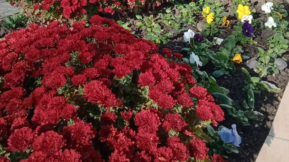 Полуденная прогулка по территории 20_11_2024_Кристалл_Анапа