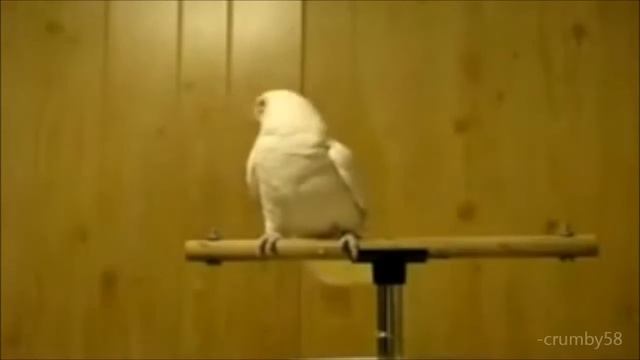 Zikirle Kendinden Geçen Papağan смотреть онлайн