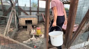 Племенное разведение мускусных уток в Подмосковье