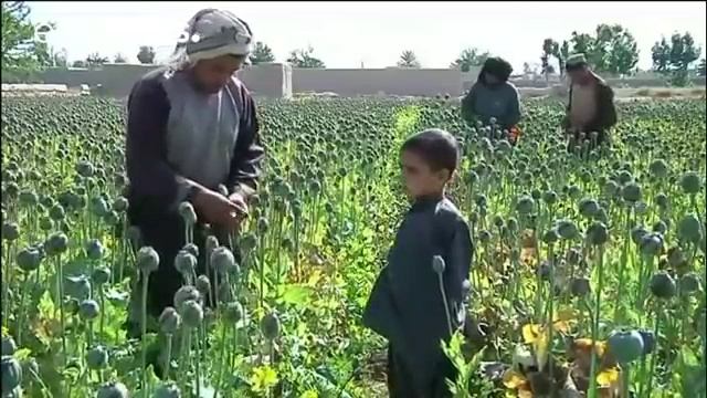Afghanistan, il cuore del traffico mondiale di oppio смотреть онлайн
