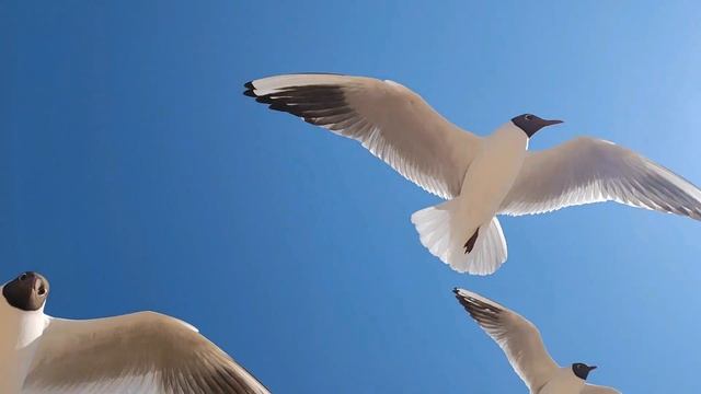 Ангелы над нами, чайки в облаках смотреть онлайн