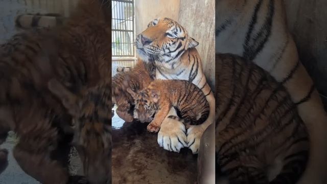 Подпишись на Нас для тебя это пустяк, а нам будет очень приятно смотреть онлайн