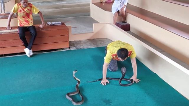 Поцелуй с опасной Коброй. Как обмануть ядовитую Змею. Таиланд за 50 тысяч рублей@tutsi-dieti смотреть онлайн