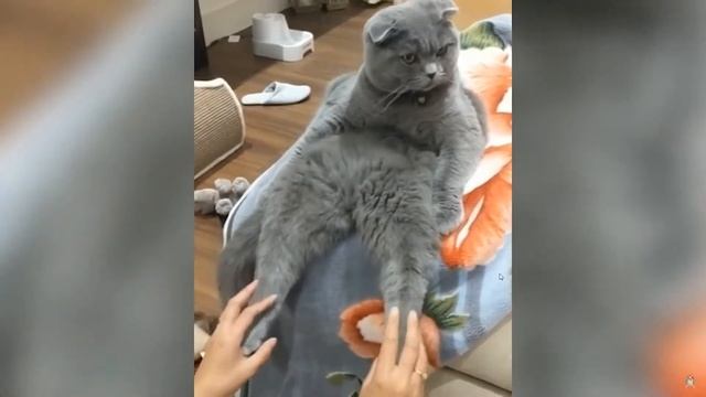 тест на писихику \ смотрю с другом видео \ челендж с водой \ засмеялся - с тебя лайк смотреть онлайн