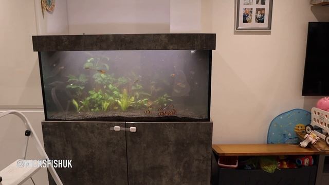 AQUASCAPING THE 4FT RAINBOW FISH TANK смотреть онлайн