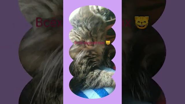 очень люблю своего кота ❣️❣️ смотреть онлайн