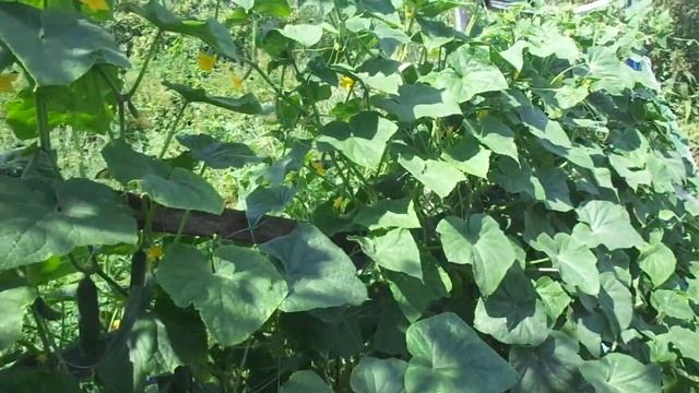 Все тонкости выращивания Огурцов летом смотреть онлайн