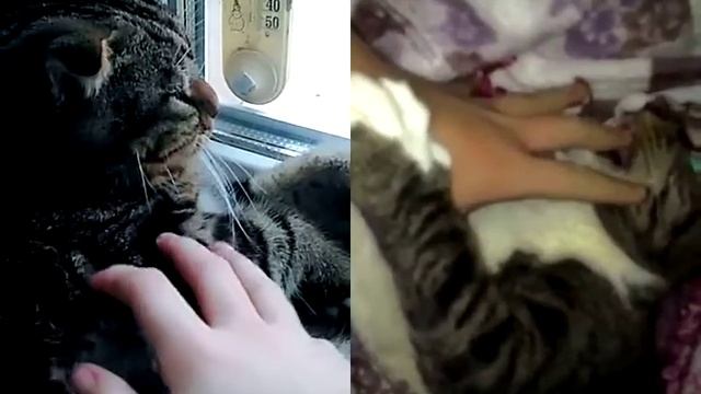 Мой кот Басик, дуэт в Like❤💜💛 смотреть онлайн