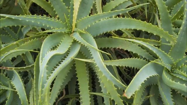 Aloe vera Aloès, plantes médicinales смотреть онлайн