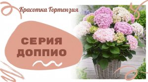 Серия Доппио крупнолистная гортензия