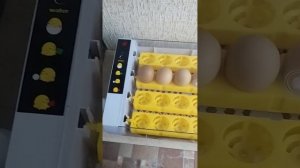 Инкубатор HHD 24 EGG INCUBATOR первый опыт и отзыв
